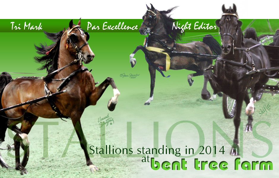 Stallions standing at Bent Tree Farm